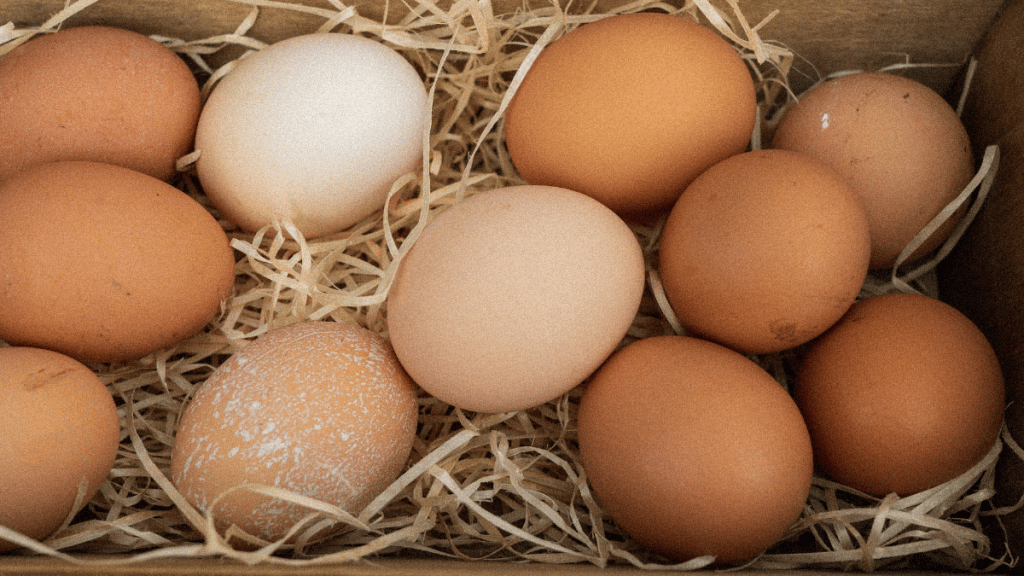 Comment avoir des œufs frais tous les jours chez soi ?