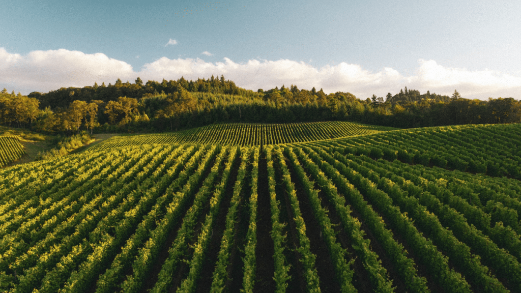 Chablis et viticulture bio : l'évolution vers la durabilité